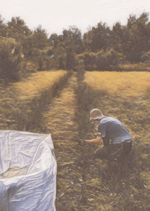 Mehr über meinen Rosmarin …